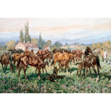 500 ks puzzle Stádo koní