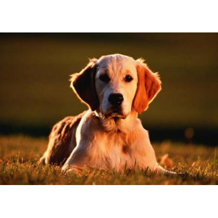 1000 ks puzzle Zlatý retríver