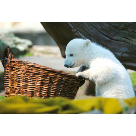 500 ks puzzle Knut na pikniku